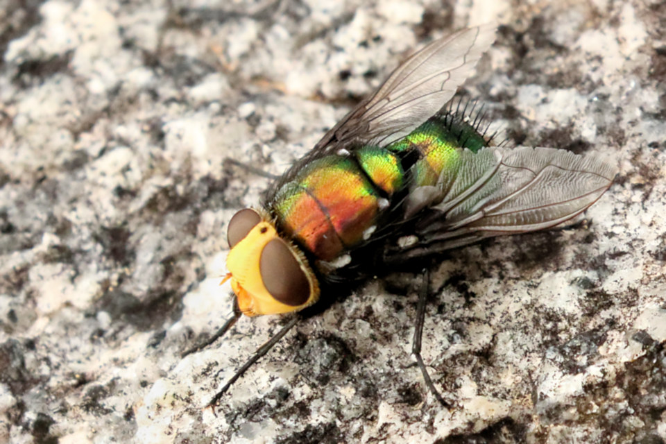 Snail Parasite Blowfly (Amenia imperialis)